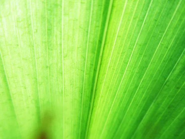 Hojas Follaje Naturaleza Verde —  Fotos de Stock