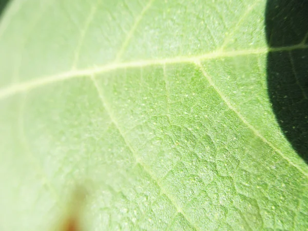 Blad Lövverk Och Grön Natur — Stockfoto