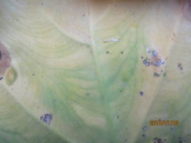 Yapraklar, yapraklar ve yeşil doğa