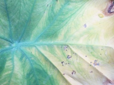 Yapraklar, yapraklar ve yeşil doğa