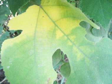 Yapraklar, yapraklar ve yeşil doğa