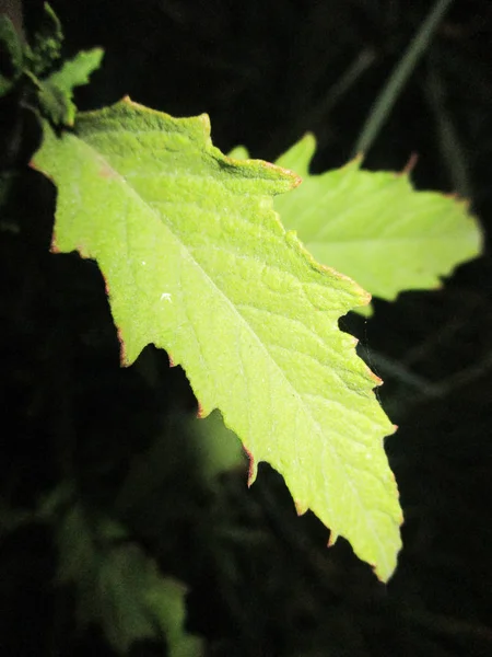 Blätter Laub Und Grüne Natur — Stockfoto