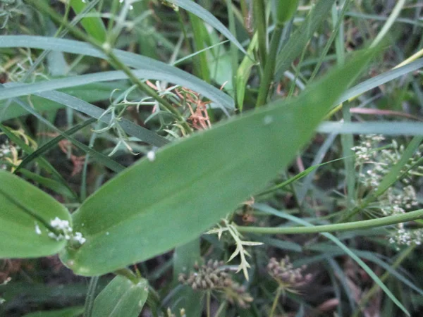 Leaves Foliage Green Nature — Stock Photo, Image