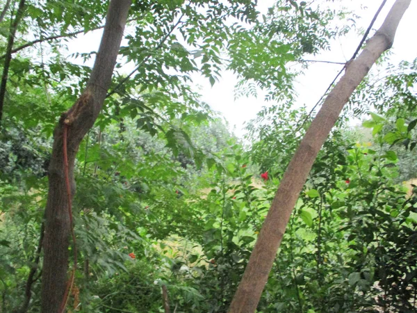 Hojas Follaje Naturaleza Verde —  Fotos de Stock