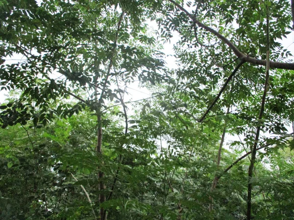 Foglie Fogliame Natura Verde — Foto Stock