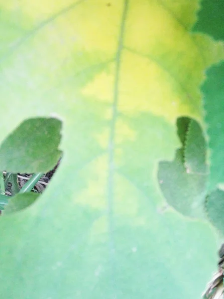 Foglie Fogliame Natura Verde — Foto Stock