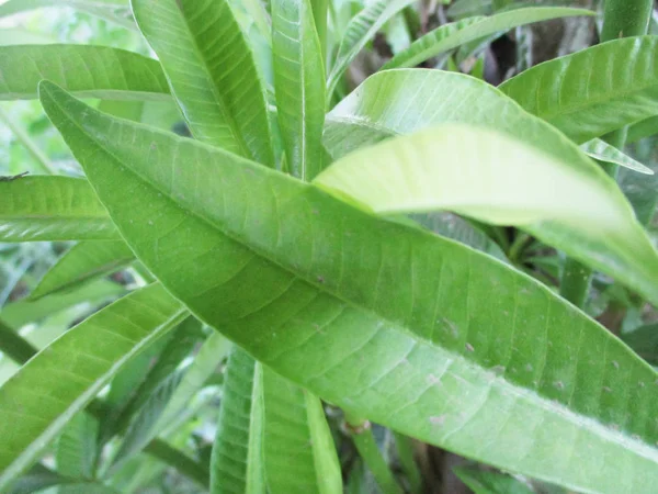 Hojas Follaje Naturaleza Verde — Foto de Stock