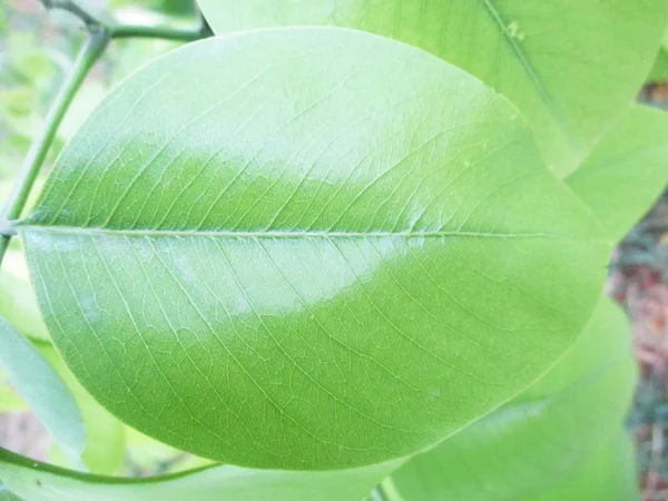 Blad Lövverk Och Grön Natur — Stockfoto