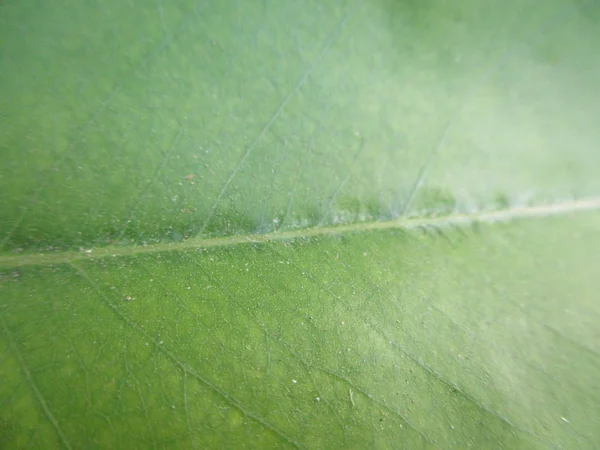 Blad Lövverk Och Grön Natur — Stockfoto