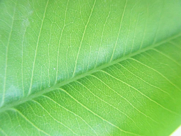 Blätter Laub Und Grüne Natur — Stockfoto