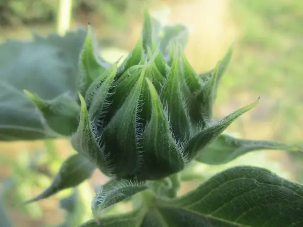 Hojas Follaje Naturaleza Verde — Foto de Stock