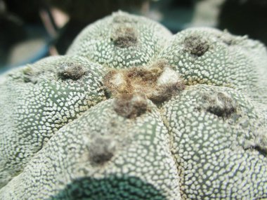 Yapraklar, yapraklar ve yeşil doğa