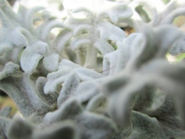 Yapraklar, yapraklar ve yeşil doğa