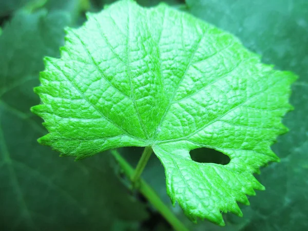 Feuilles Feuillage Nature Verte — Photo