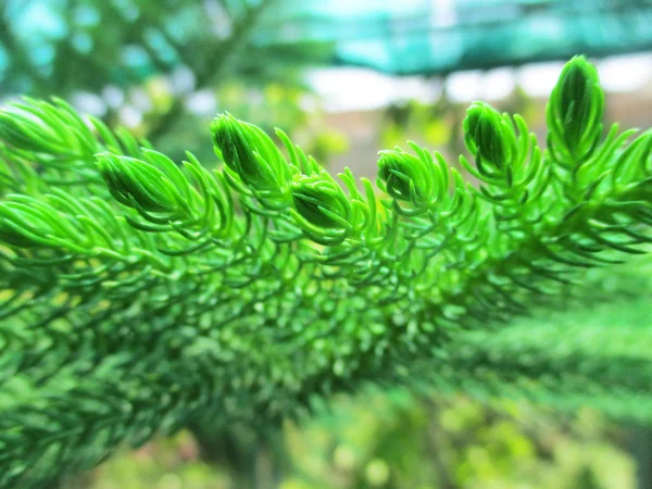 Bladeren Gebladerte Groene Natuur — Stockfoto