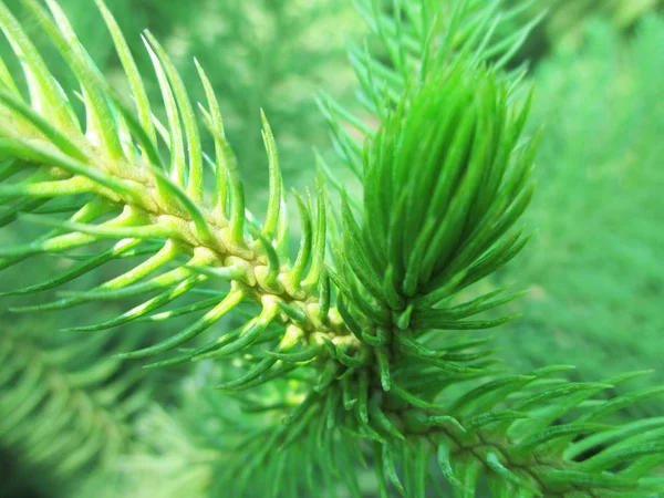 Hojas Follaje Naturaleza Verde —  Fotos de Stock