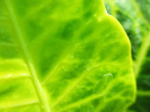 Blad Lövverk Och Grön Natur — Stockfoto