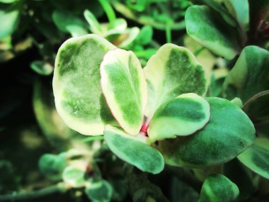 Yapraklar, yapraklar ve yeşil doğa