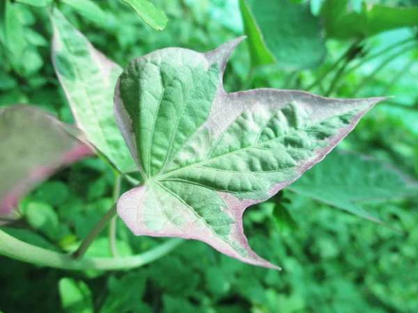 Bladeren Gebladerte Groene Natuur — Stockfoto