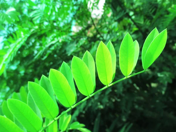 Foglie Fogliame Natura Verde — Foto Stock