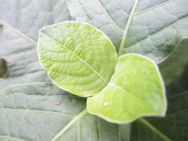 Hojas Follaje Naturaleza Verde —  Fotos de Stock