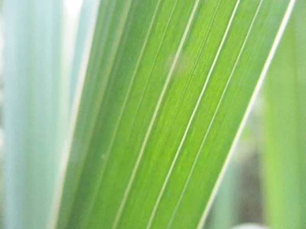 Feuilles Feuillage Nature Verte — Photo