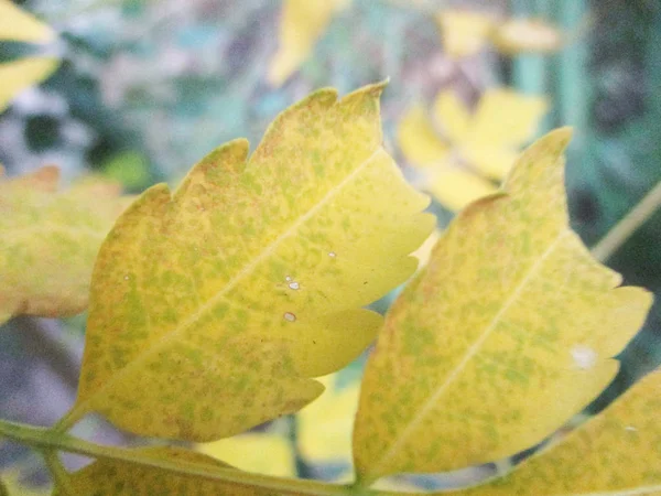 나뭇잎 그리고 — 스톡 사진