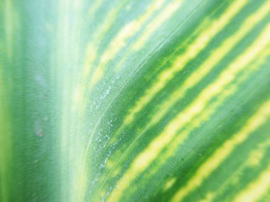 Yapraklar, yapraklar ve yeşil doğa 