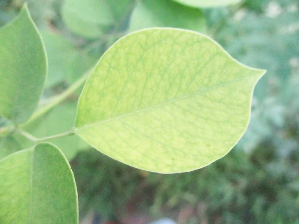Listy Listoví Zelená Příroda — Stock fotografie