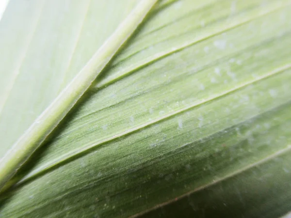 Liście Liście Zielona Natura — Zdjęcie stockowe