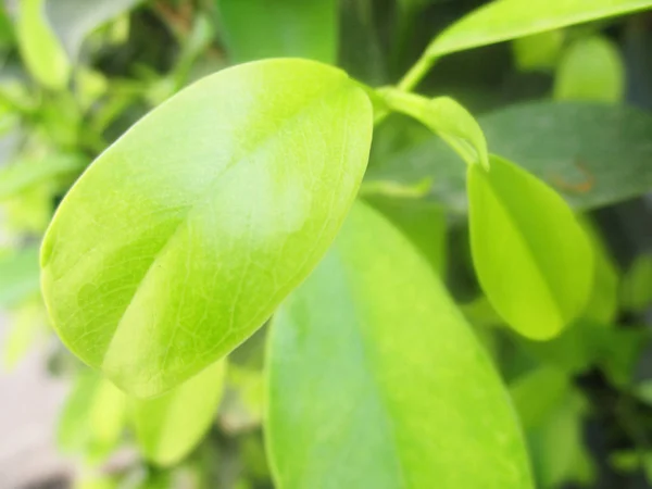 Hojas Follaje Naturaleza Verde —  Fotos de Stock