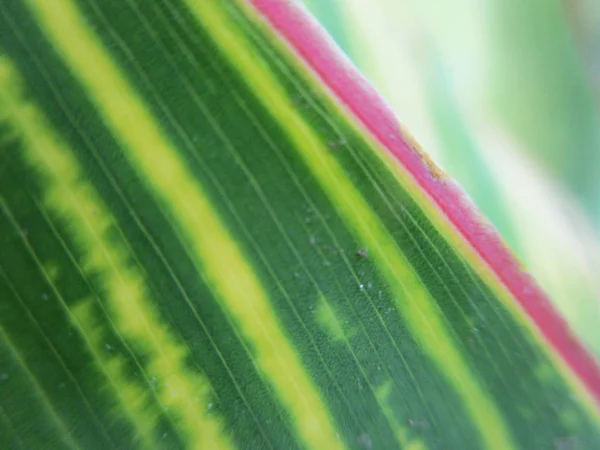 Blätter Laub Und Grüne Natur — Stockfoto