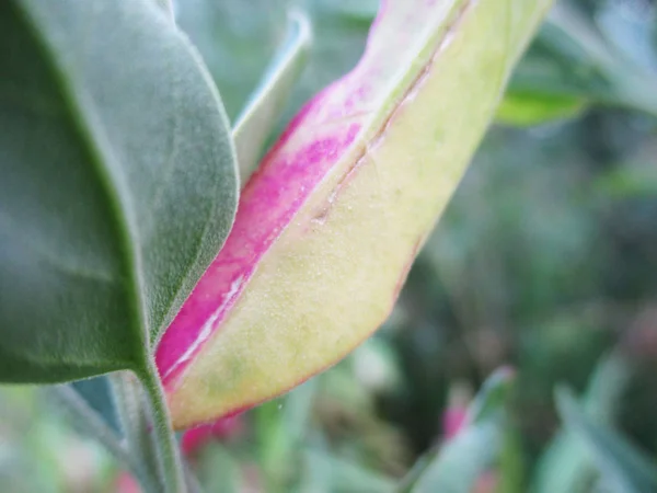 Foglie Fogliame Natura Verde — Foto Stock