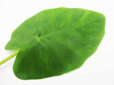 Yapraklar, yapraklar ve yeşil doğa 