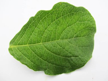 Yapraklar, yapraklar ve yeşil doğa 