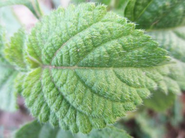 Yapraklar, yapraklar ve yeşil doğa