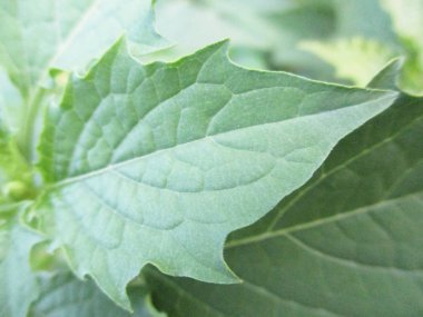 Yapraklar, yapraklar ve yeşil doğa