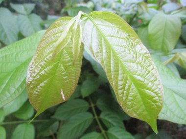 Yapraklar, yapraklar ve yeşil doğa