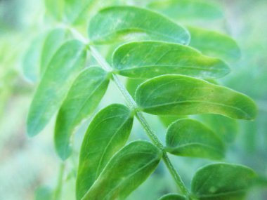 Yapraklar, yapraklar ve yeşil doğa