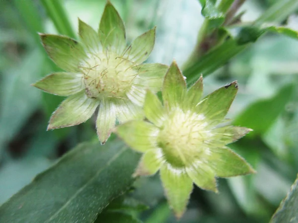 Bladeren Gebladerte Groene Natuur — Stockfoto