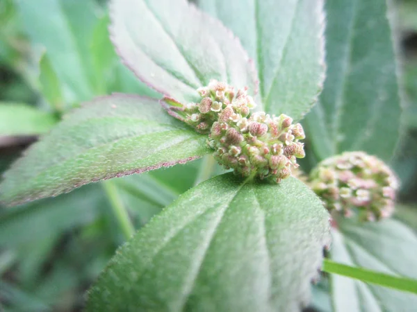 Folhas Folhagem Natureza Verde — Fotografia de Stock