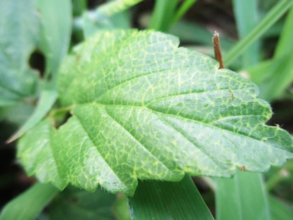 Blätter Laub Und Grüne Natur — Stockfoto