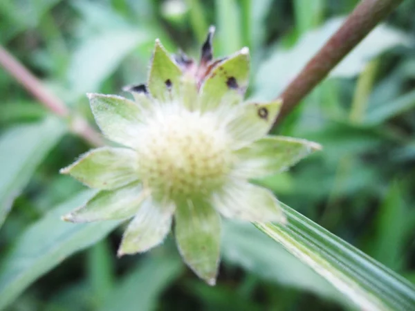 Hojas Follaje Naturaleza Verde —  Fotos de Stock