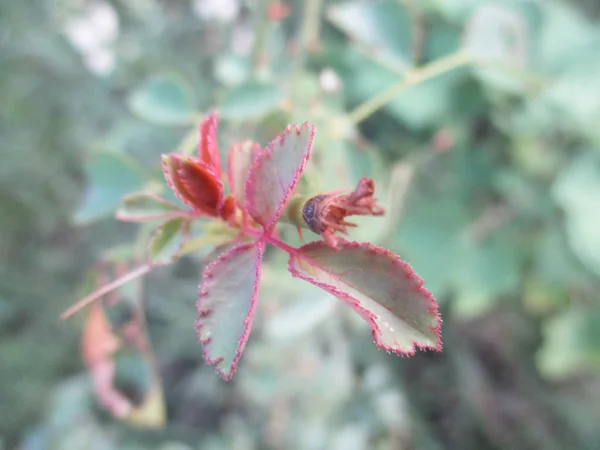 Blad Lövverk Och Grön Natur — Stockfoto