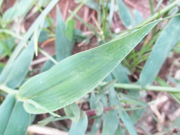 Blätter Laub Und Grüne Natur — Stockfoto