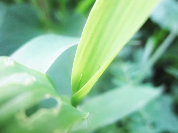 Hojas Follaje Naturaleza Verde —  Fotos de Stock