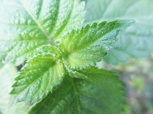 Bladeren Gebladerte Groene Natuur — Stockfoto