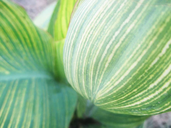 Yapraklar, yapraklar ve yeşil doğa