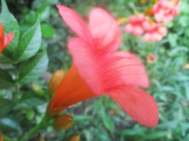 Yapraklar, yapraklar ve yeşil doğa