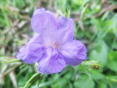 Yapraklar, yapraklar ve yeşil doğa